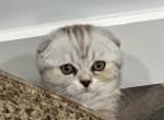 Ursula kittens1 - Scottish Fold Kitten For Sale - 