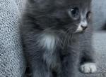 Cooper - Scottish Fold Kitten For Sale - Clackamas, OR, US