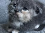 Sweetie - Scottish Fold Kitten For Sale - 