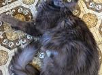 Brooklyn - Maine Coon Cat For Sale - 