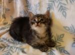 Muffin - Domestic Kitten For Sale - 