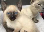 Spiban - Siamese Kitten For Sale - CO, US