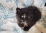 Buttercup - Domestic Kitten For Sale - 