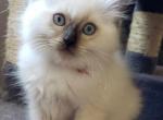 Chocolate Point Ragdoll Red - Ragdoll Kitten For Sale - Vandergrift, PA, US