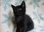 Chip - Domestic Kitten For Sale - 