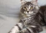 Quillan - Maine Coon Kitten For Sale - Gurnee, IL, US