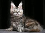 Dreemka - Maine Coon Kitten For Sale - Gurnee, IL, US