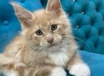 Osman - Maine Coon Kitten For Sale - Gurnee, IL, US