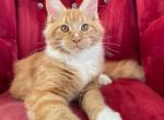 Gusar - Maine Coon Kitten For Sale - Boston, MA, US