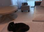 Marie - Domestic Cat For Adoption - 