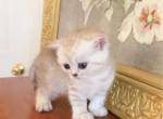 ROYAL BRITISH SHORTHAIR KITTENS - British Shorthair Kitten For Sale - Darien, CT, US