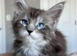 Jasmine - Maine Coon Kitten For Sale - Tampa, FL, US