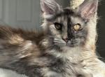 Isabella - Maine Coon Kitten For Sale - Tampa, FL, US