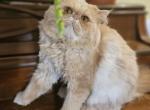 Malish - Persian Kitten For Sale - Center Moriches, NY, US