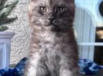 Wolf - Maine Coon Kitten For Sale - Las Vegas, NV, US