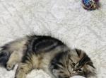 Hazelnut - Persian Kitten For Sale - Washougal, WA, US