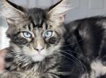 Blue eyed - Maine Coon Kitten For Sale - Las Vegas, NV, US