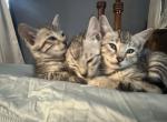 9week old bengal - Bengal Kitten For Sale - Medford, MA, US