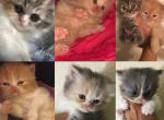 Multiple Doll Face Litters All Colors Georgia - Persian Kitten For Sale - Alpharetta, GA, US