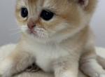 Litter F - British Shorthair Kitten For Sale - 