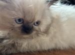 Himalayan Kittens for Sale - Himalayan Kitten For Sale - Alpharetta, GA, US