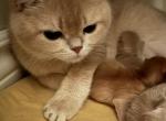 Litter A - British Shorthair Kitten For Sale - 