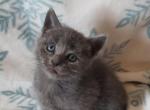 Smokey - Domestic Kitten For Sale - 