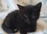 Chief - Domestic Kitten For Sale - Naugatuck, CT, US