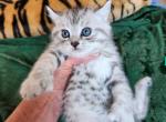 Oscar - Highlander Kitten For Sale - 