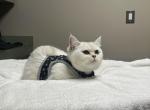 Freya - Scottish Straight Cat For Adoption - Atlanta, GA, US