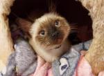 Jeanette - Siamese Kitten For Sale - Putney, VT, US