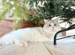 Buding - Ragdoll Cat For Sale - 