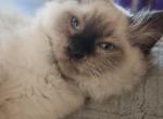 Onion - Ragdoll Kitten For Sale - Fountain, CO, US