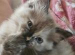 Left Eye - Ragdoll Kitten For Sale - Fountain, CO, US