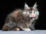 Indiana Maine Coon female black tortie smoke - Maine Coon Kitten For Sale - Miami, FL, US