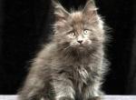 Ilon Maine Coon male blue - Maine Coon Kitten For Sale - Miami, FL, US