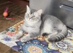 Mickey - British Shorthair Kitten For Sale - 