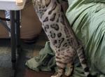 Max - Bengal Cat For Sale - Manchester, NH, US