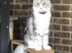 Praline - Maine Coon Cat For Sale - Campbellsville, KY, US