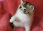 Diana - Exotic Kitten For Sale - Lemont, IL, US