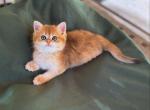 Josie - British Shorthair Kitten For Sale - Sacramento, CA, US