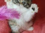 Dotty - Exotic Kitten For Sale - Lemont, IL, US