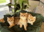 Jack Junior Jax - British Shorthair Kitten For Sale - Sacramento, CA, US