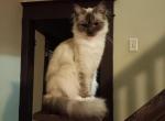 Polar Bear - Ragdoll Cat For Sale - 