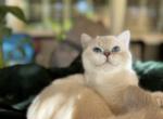 Koby - British Shorthair Kitten For Sale - Sacramento, CA, US