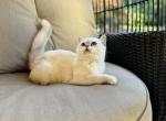 Kai - British Shorthair Kitten For Sale - 