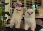 Kai and koby - British Shorthair Kitten For Sale - Sacramento, CA, US