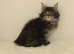 Persephone - Maine Coon Kitten For Sale - Union City, MI, US