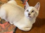 Riddle - Siamese Kitten For Sale - Branson, MO, US