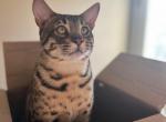 Savannah Kittens - Savannah Kitten For Sale - Colorado Springs, CO, US